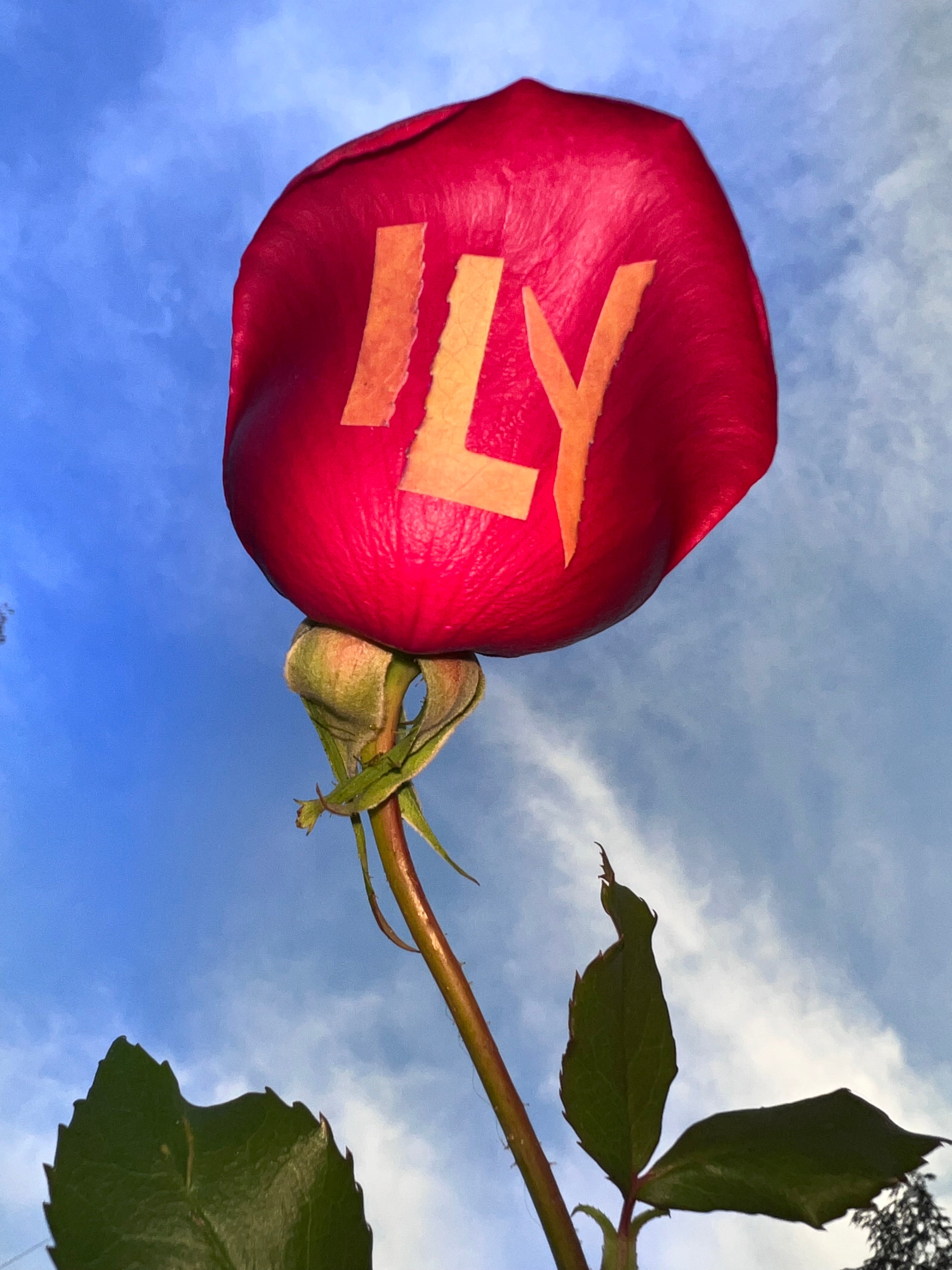 ILY Card + Lindor 4 Flavor Assortment Chocolate Truffles (540g) - Donated Goods & Services