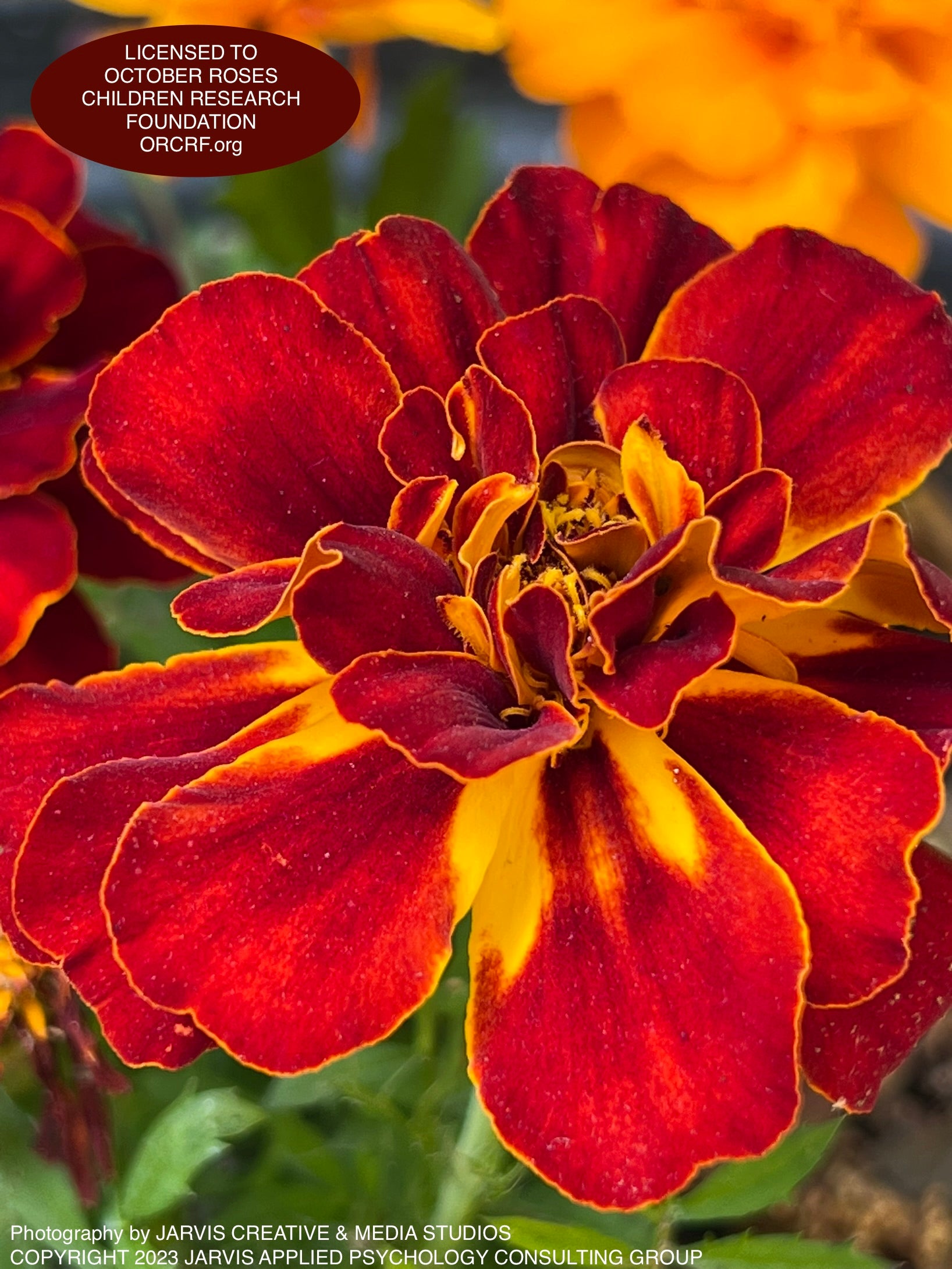 NFT Digital Art Image 50 - Image Award Winning Photography by JARVIS Creative & Media Studios