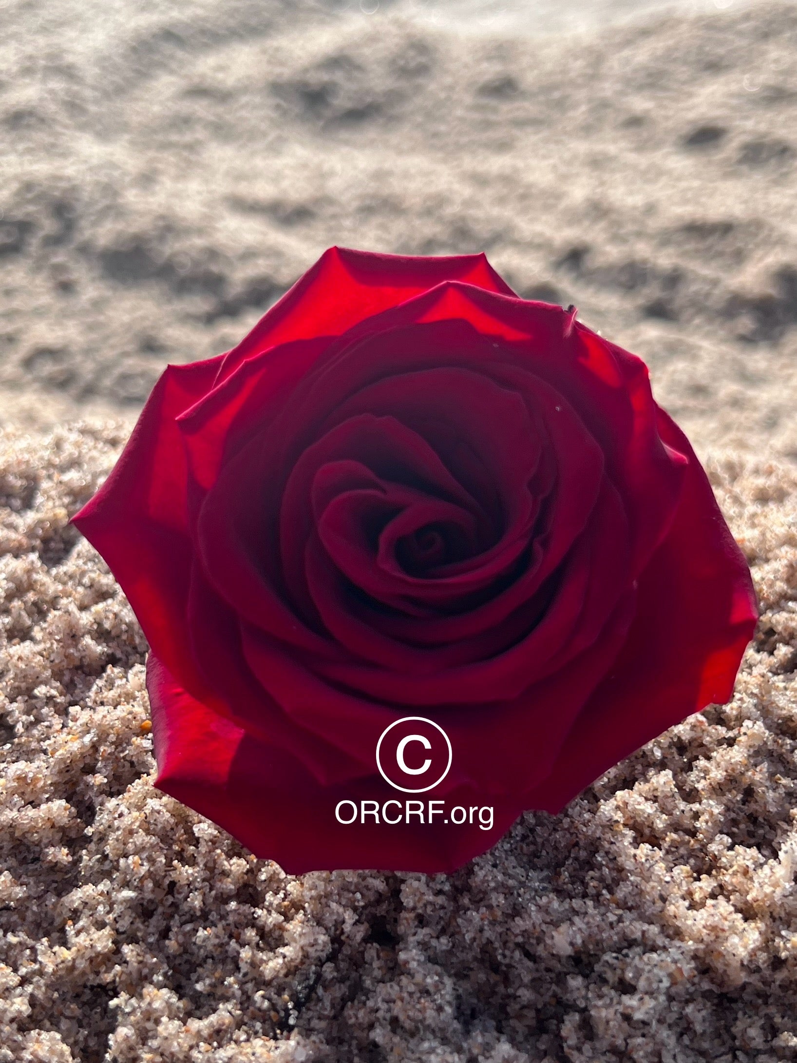 ORCRF ROSE / NFT Digital Art Image 2353 - Image Award Winning Photography by JARVIS Creative & Media Studios