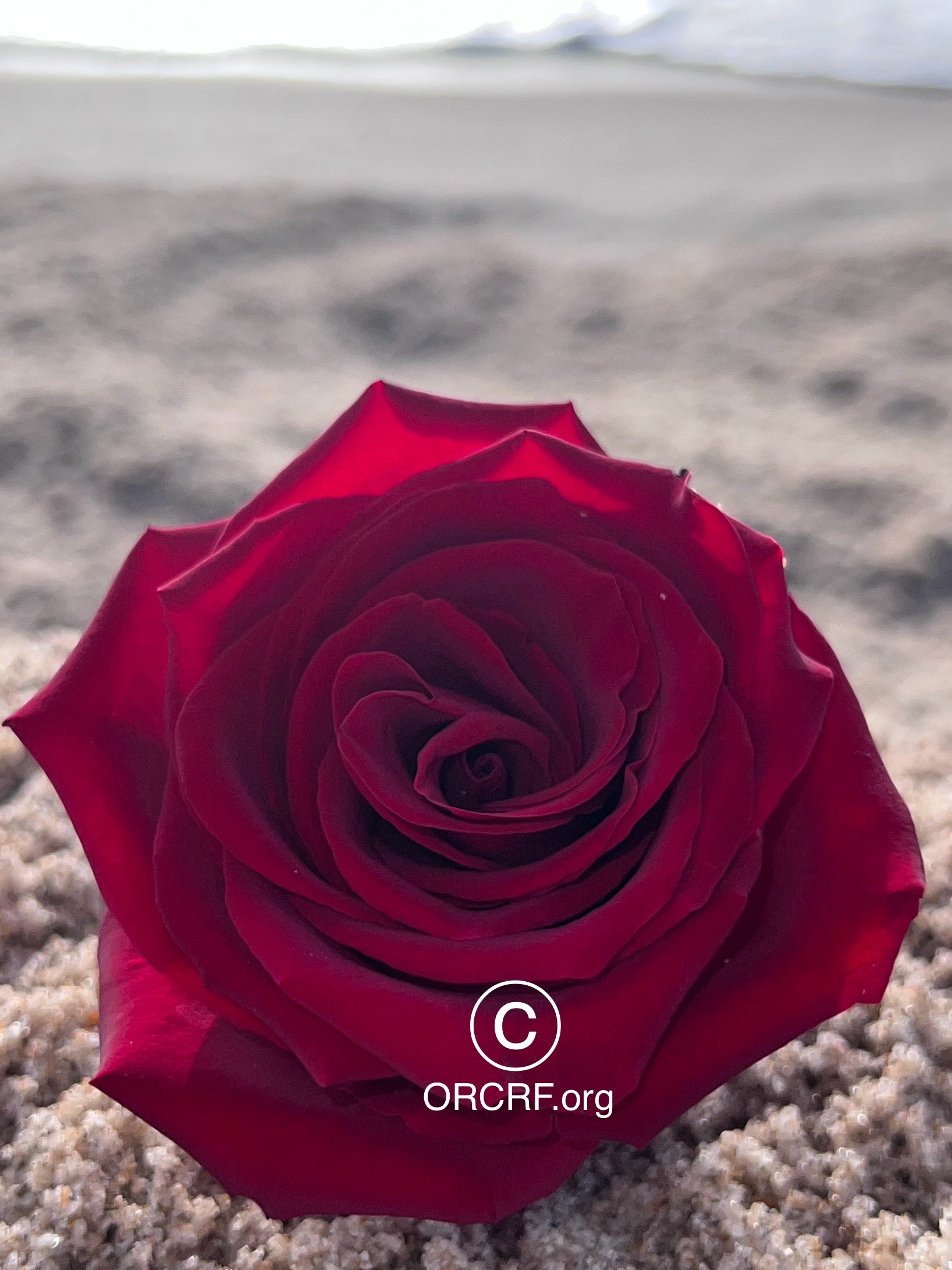 ORCRF ROSE / NFT Digital Art Image 2353 - Image Award Winning Photography by JARVIS Creative & Media Studios