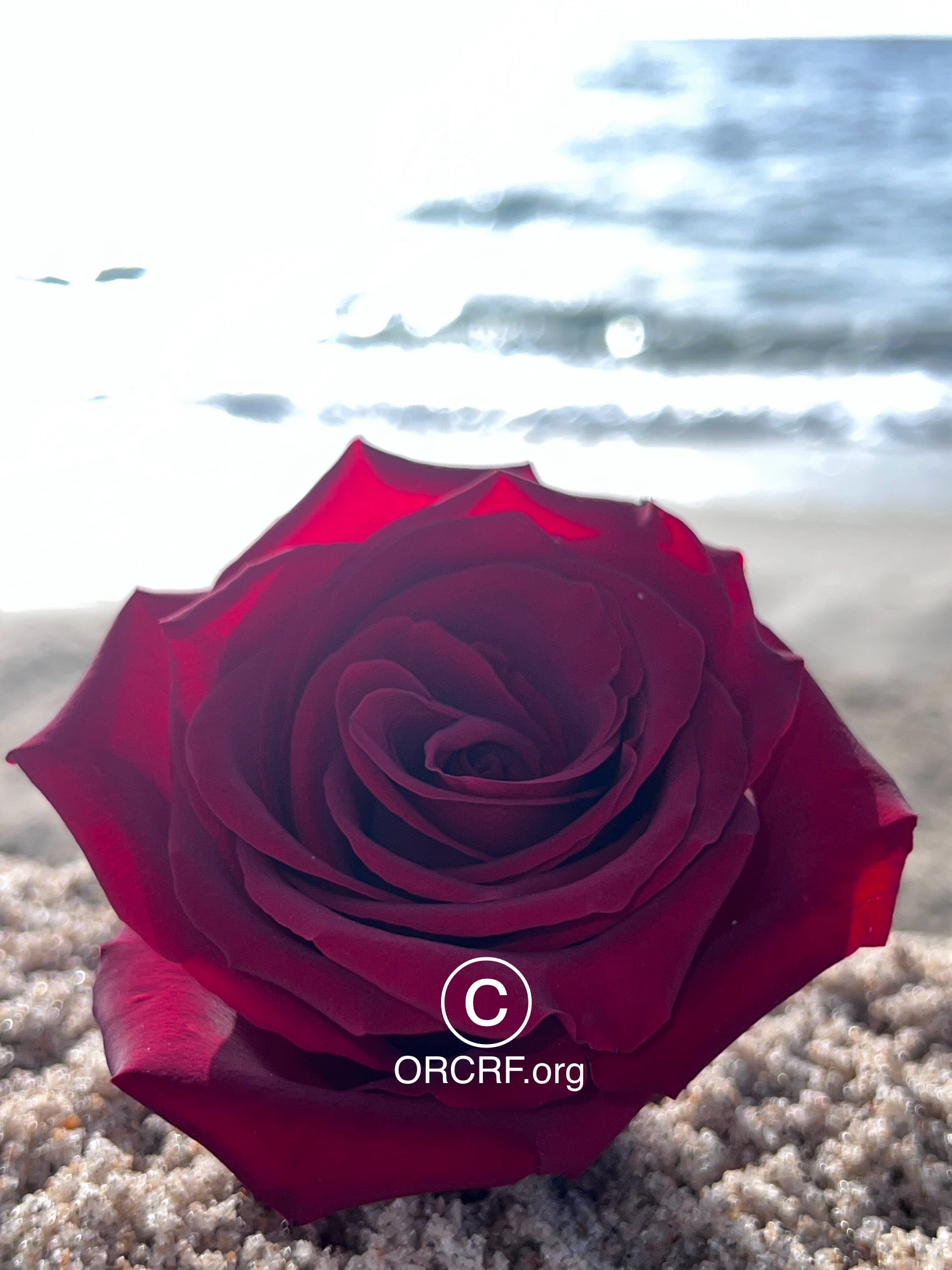 ORCRF ROSE / NFT Digital Art Image 2382 - Image Award Winning Photography by JARVIS Creative & Media Studios