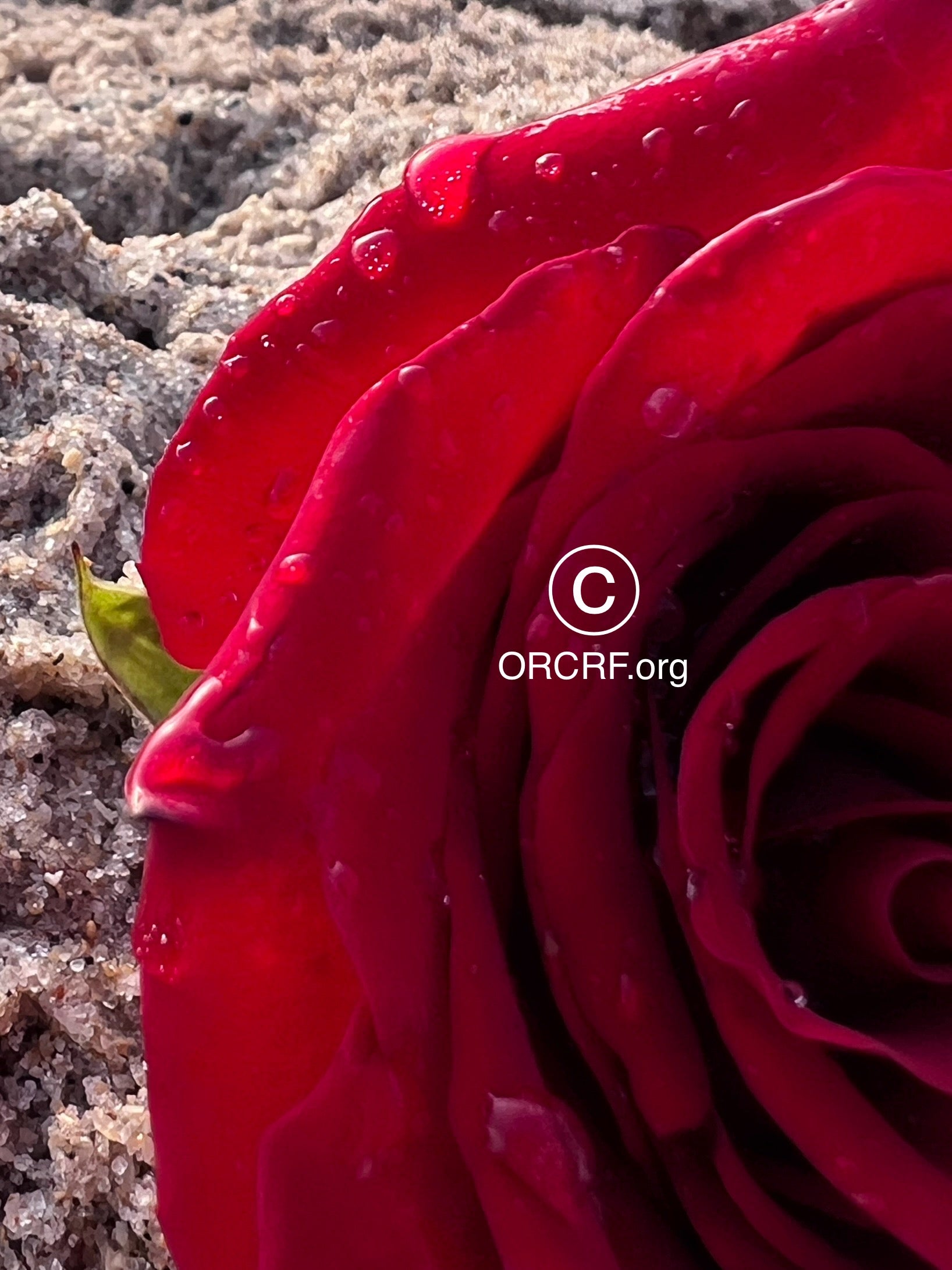 ORCRF ROSE / NFT Digital Art Image 4633 - Image Award Winning Photography by JARVIS Creative & Media Studios