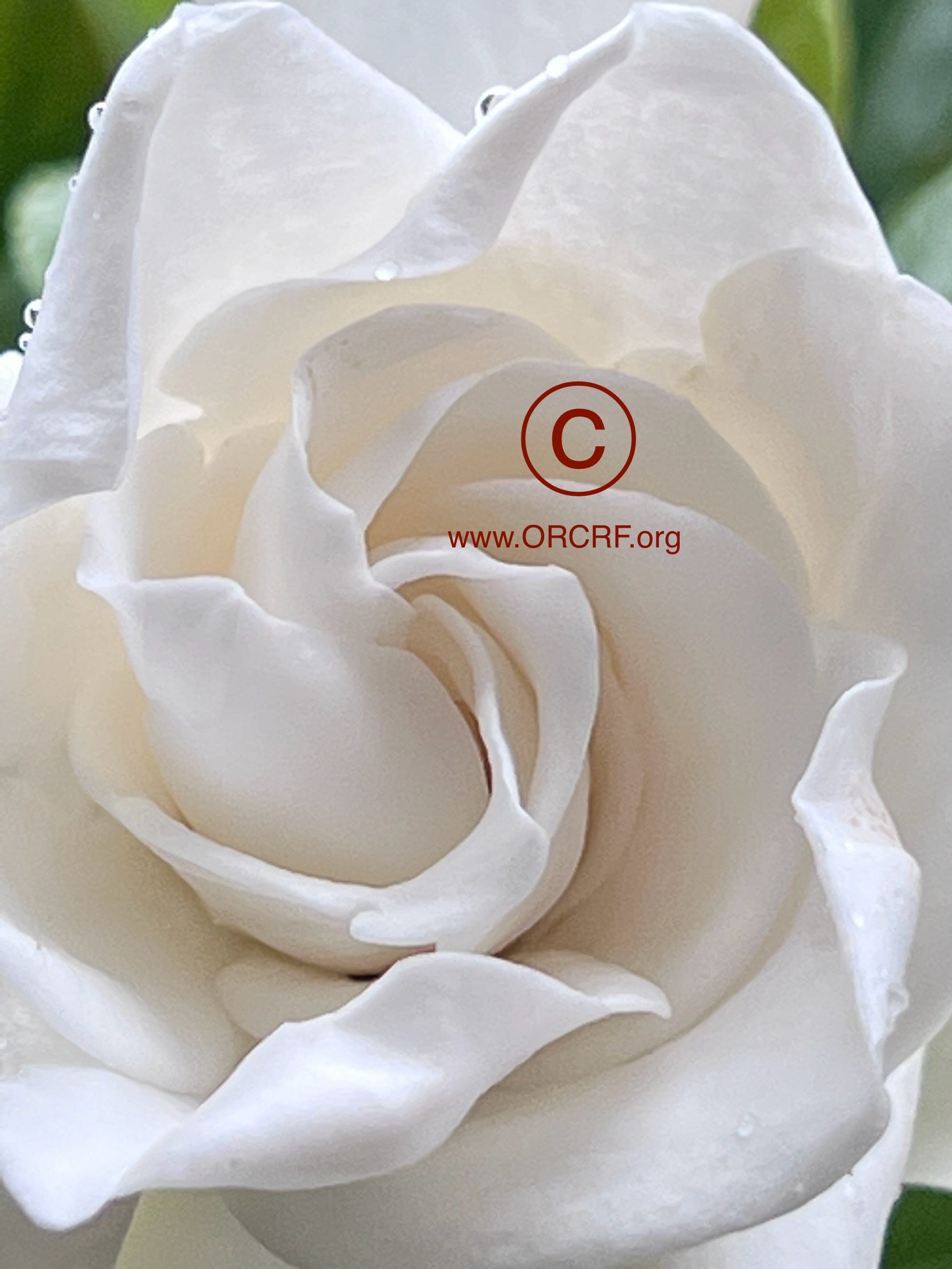 ORCRF ROSE / NFT Digital Art Image 0761 - Image Award Winning Photography by JARVIS Creative & Media Studios