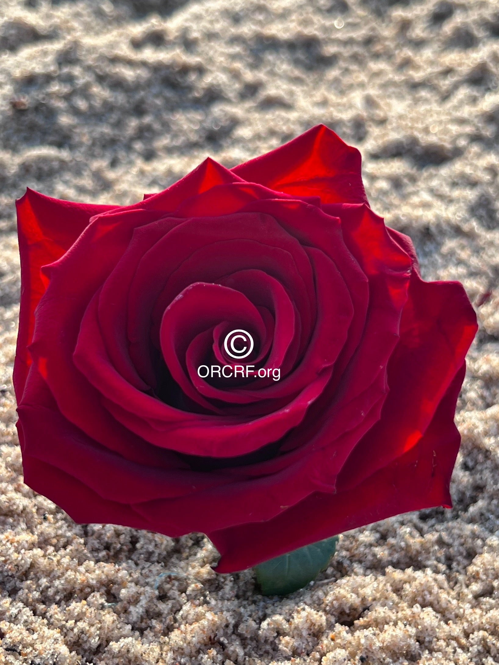 ORCRF ROSE / NFT Digital Art Image 1404 - Image Award Winning Photography by JARVIS Creative & Media Studios