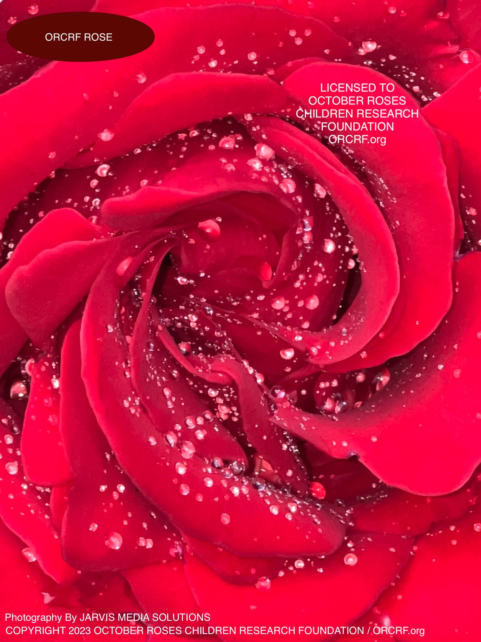 ORCRF ROSE - NFT Digital Art Image 3798 - Image Award Winning Photography by JARVIS Creative & Media Studios