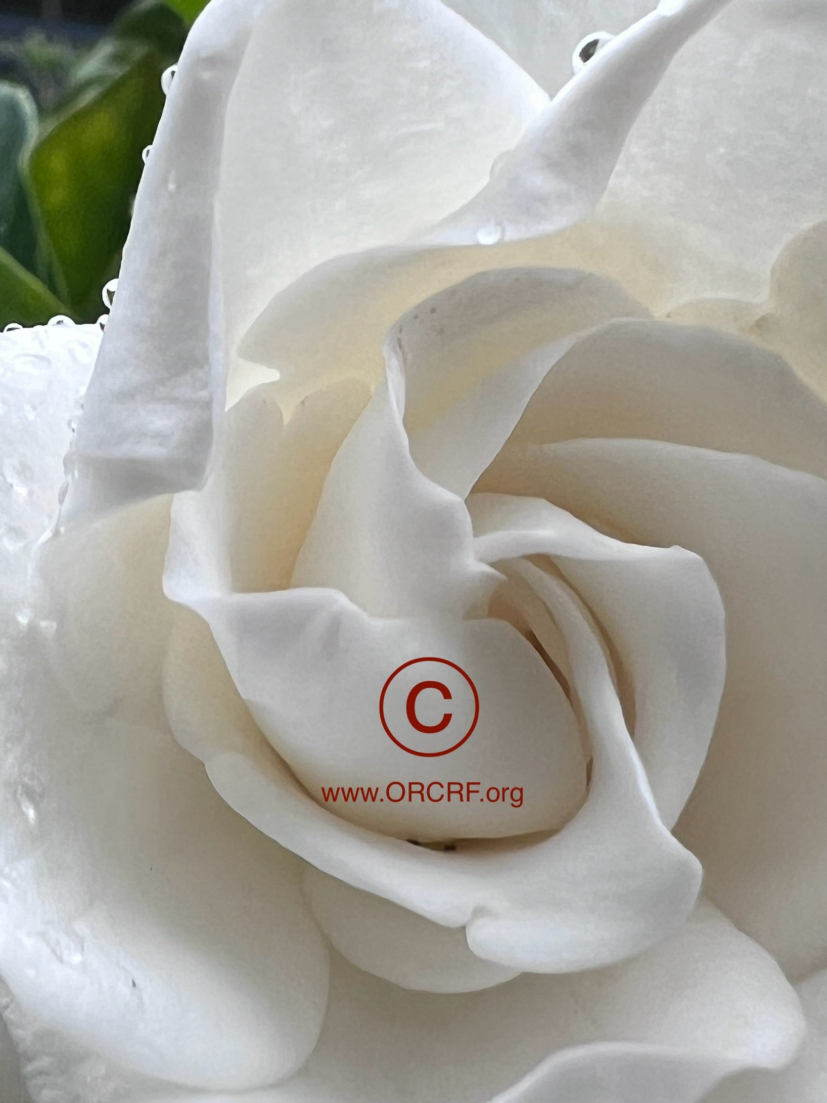 ORCRF ROSE / NFT Digital Art Image 0761 - Image Award Winning Photography by JARVIS Creative & Media Studios