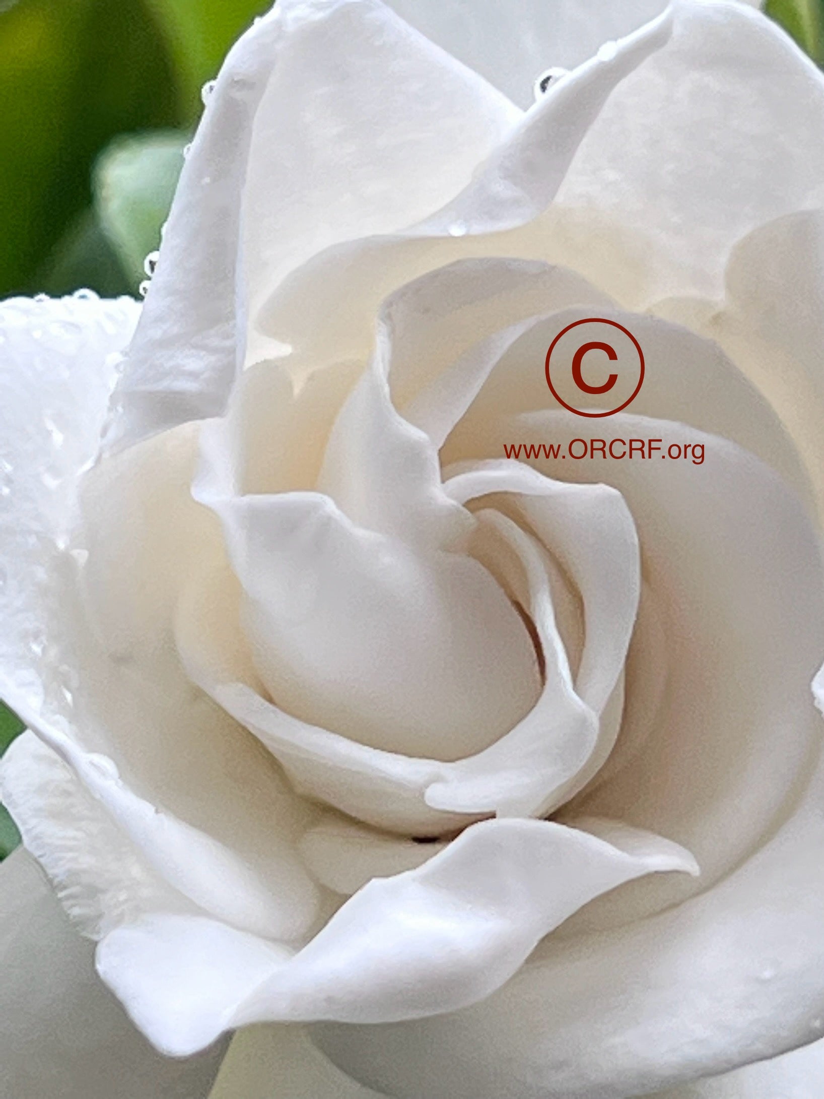 ORCRF ROSE / NFT Digital Art Image 0761 - Image Award Winning Photography by JARVIS Creative & Media Studios