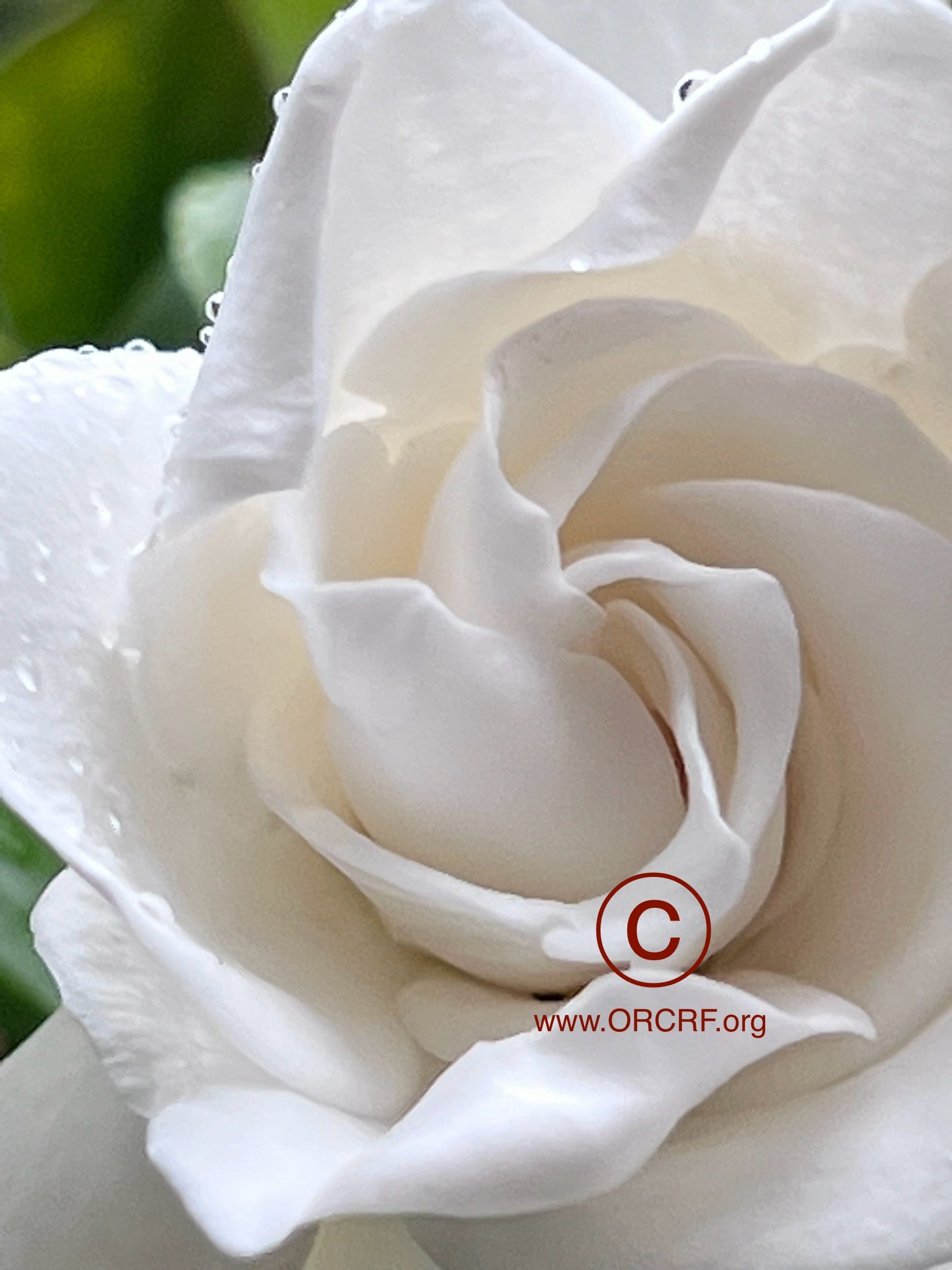 ORCRF ROSE / NFT Digital Art Image 0761 - Image Award Winning Photography by JARVIS Creative & Media Studios