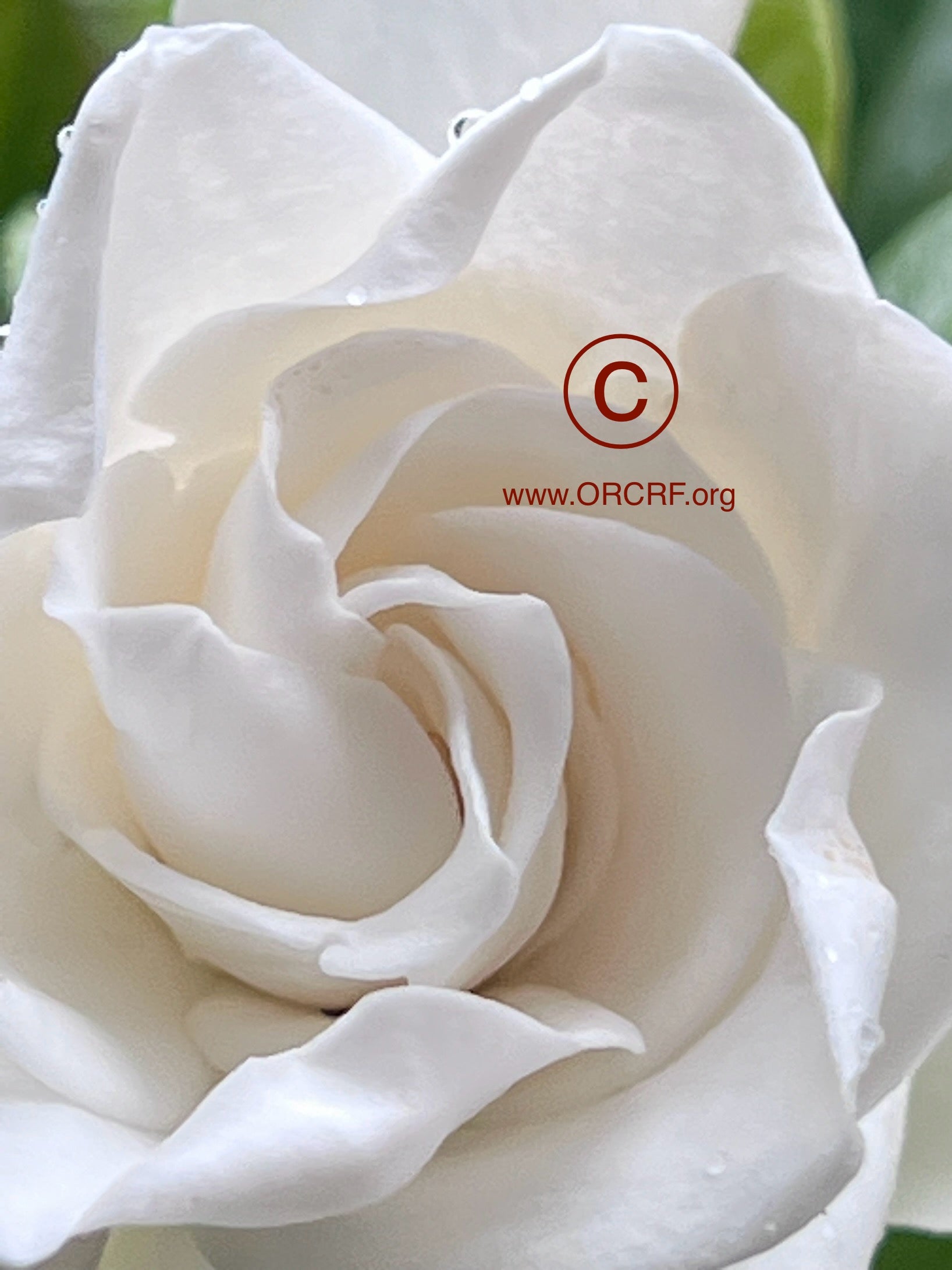 ORCRF ROSE / NFT Digital Art Image 0761 - Image Award Winning Photography by JARVIS Creative & Media Studios