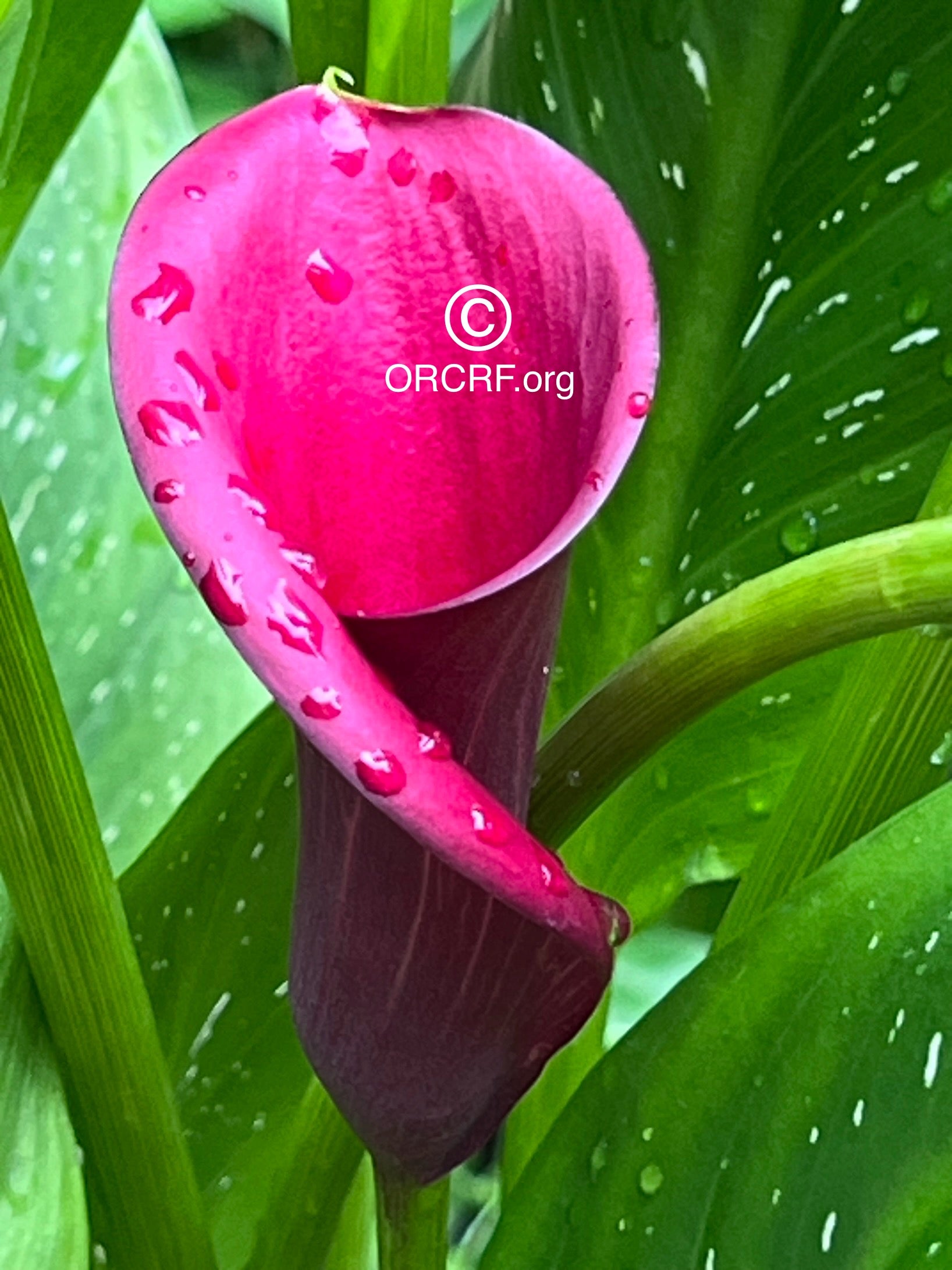 NFT Digital Art Image 1304 - Award Winning Photography by JARVIS Creative & Media Studios