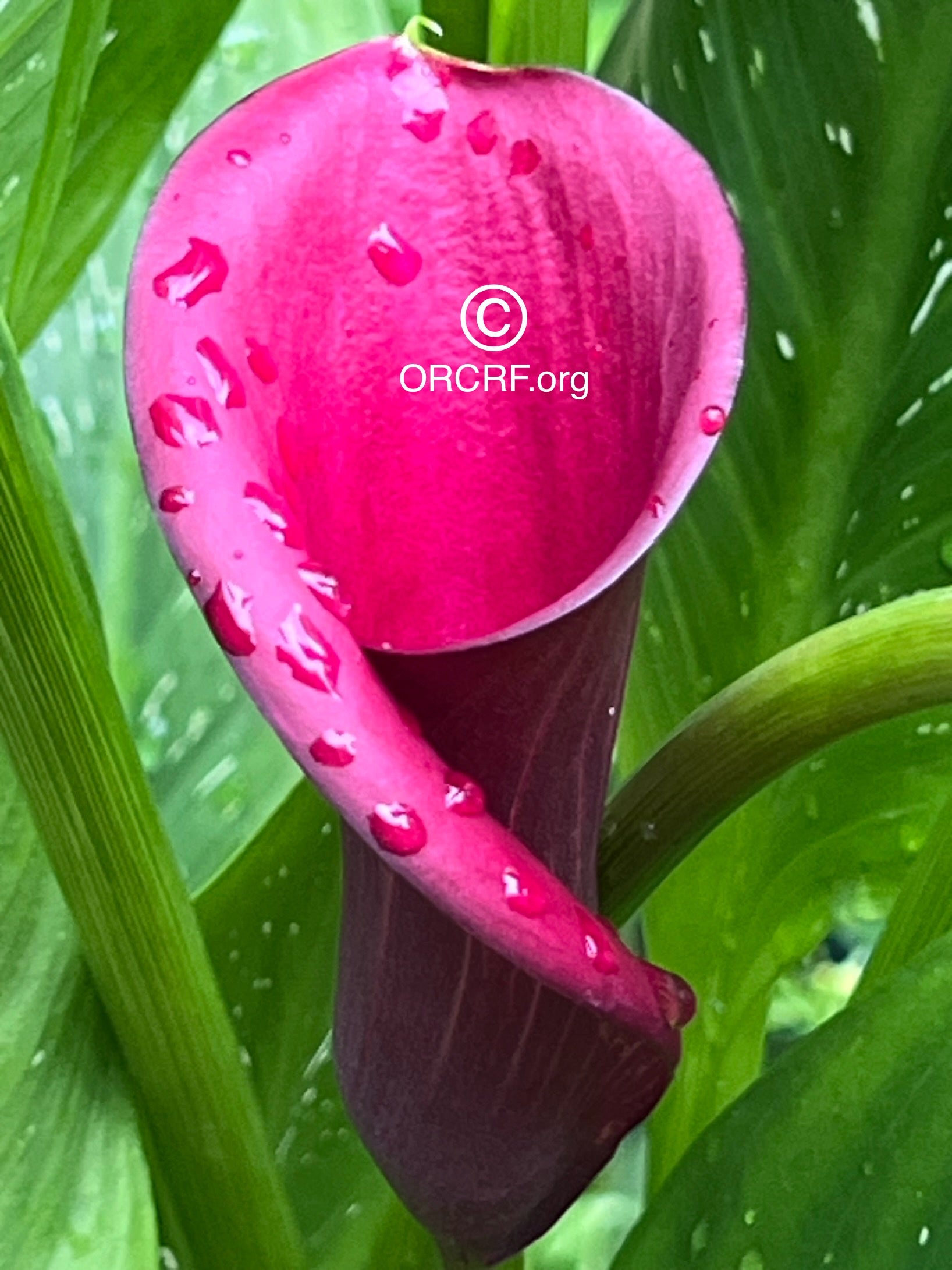 NFT Digital Art Image 1304 - Award Winning Photography by JARVIS Creative & Media Studios