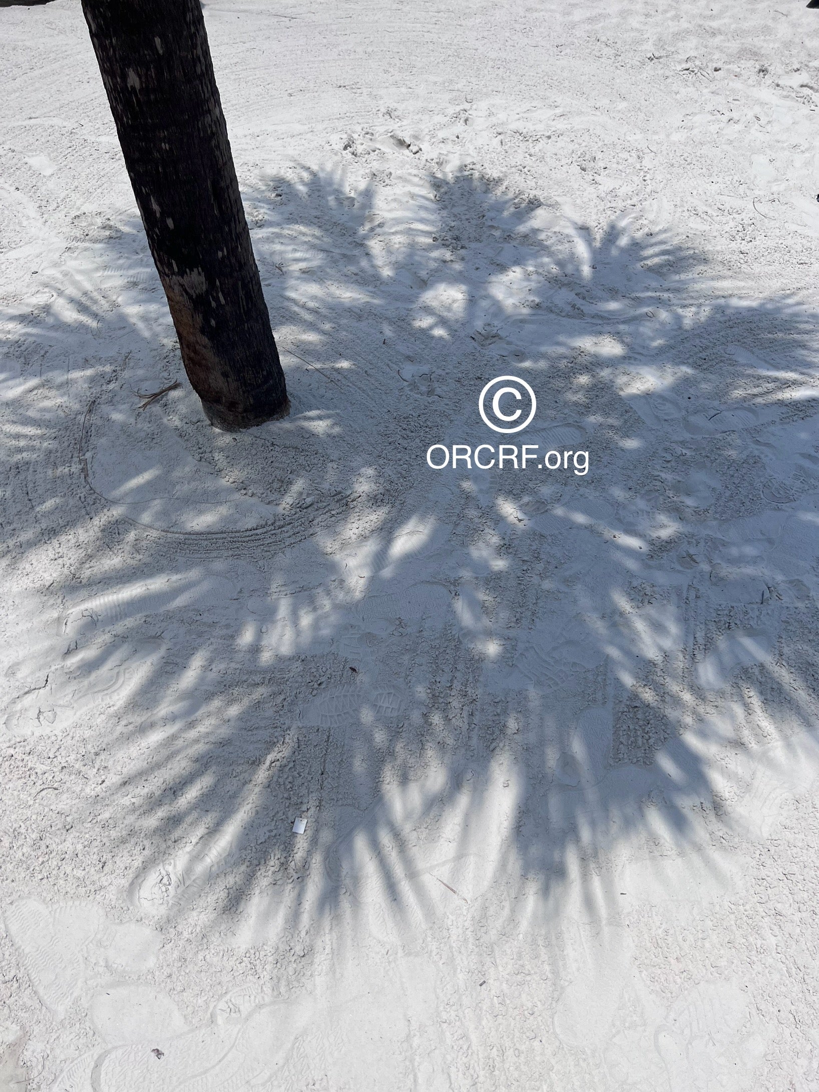 NFT Digital Art Image 3345 - Award Winning Photography by JARVIS Creative & Media Studios