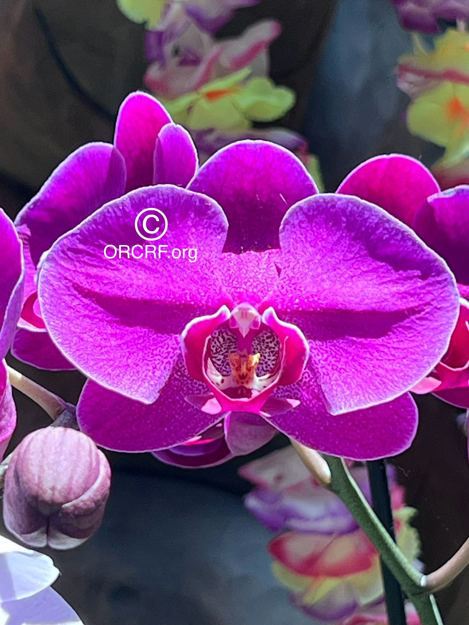 NFT Digital Art Image 3357 - Award Winning Photography by JARVIS Creative & Media Studios