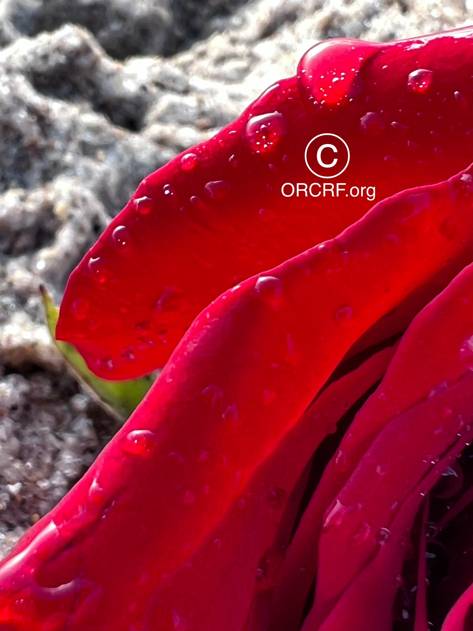 ORCRF ROSE / NFT Digital Art Image 4622 - Image Award Winning Photography by JARVIS Creative & Media Studios