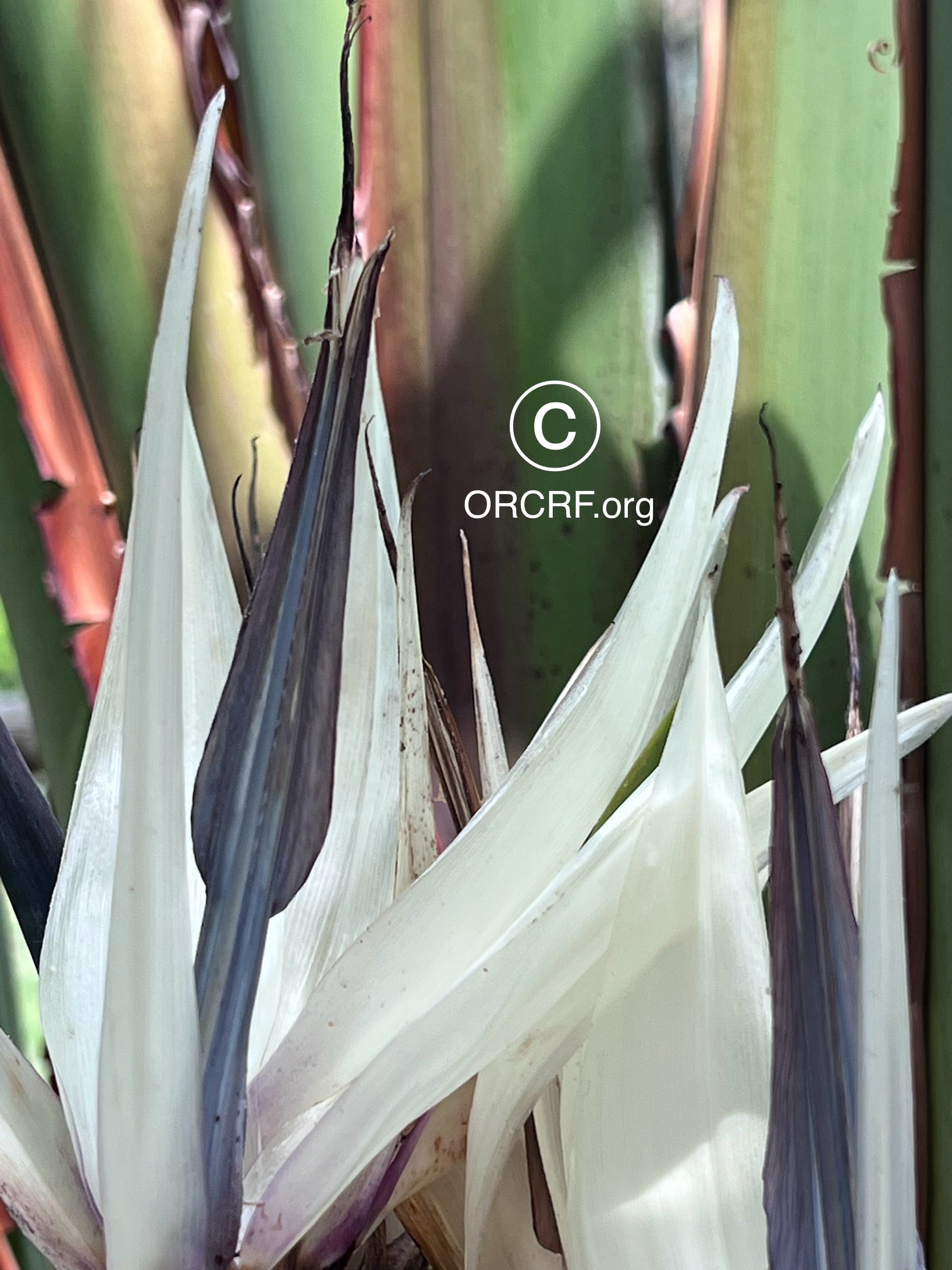 NFT Digital Art Image 5166 - Award Winning Photography by JARVIS Creative & Media Studios