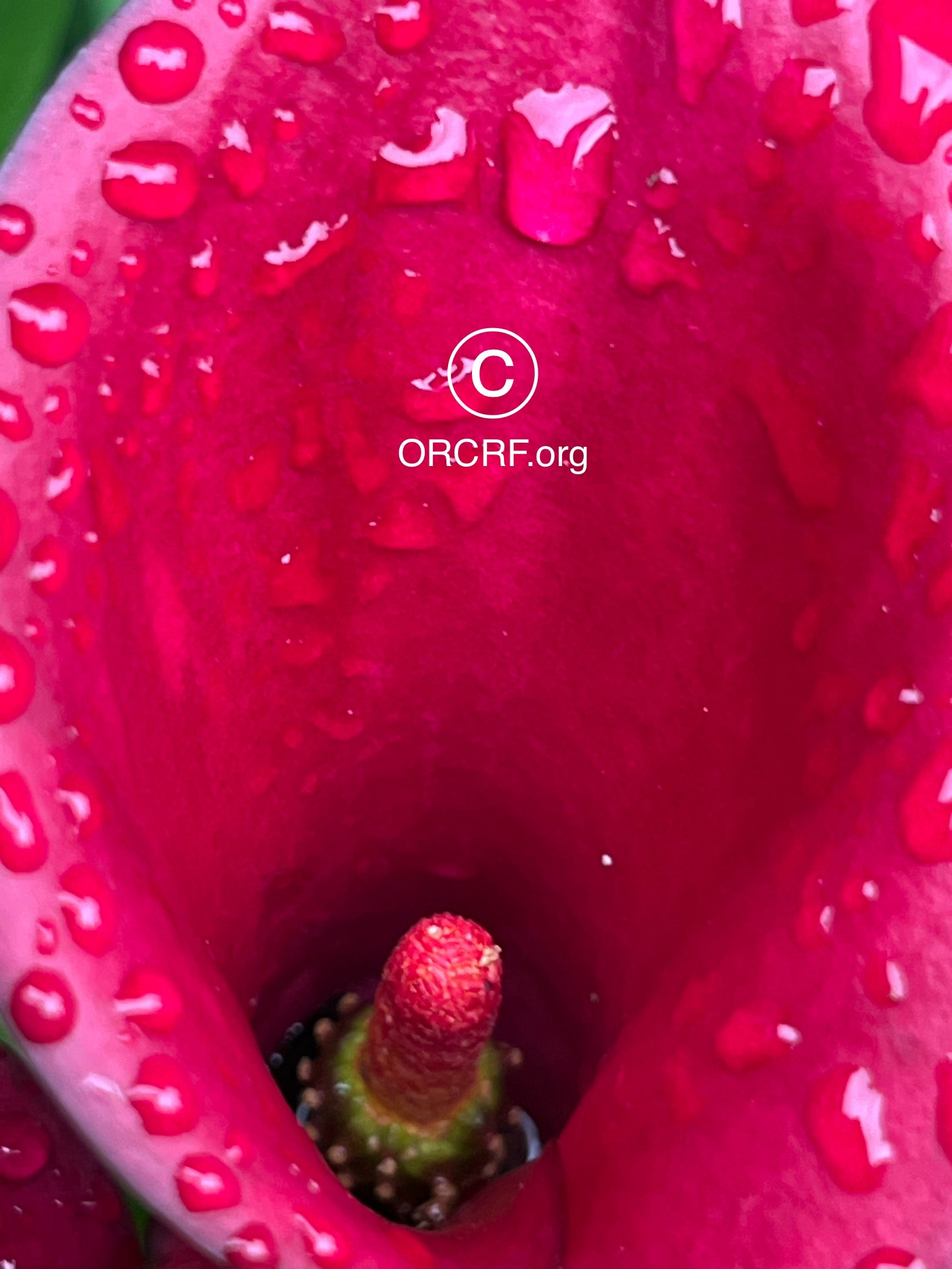 NFT Digital Art Image 1304 - Award Winning Photography by JARVIS Creative & Media Studios