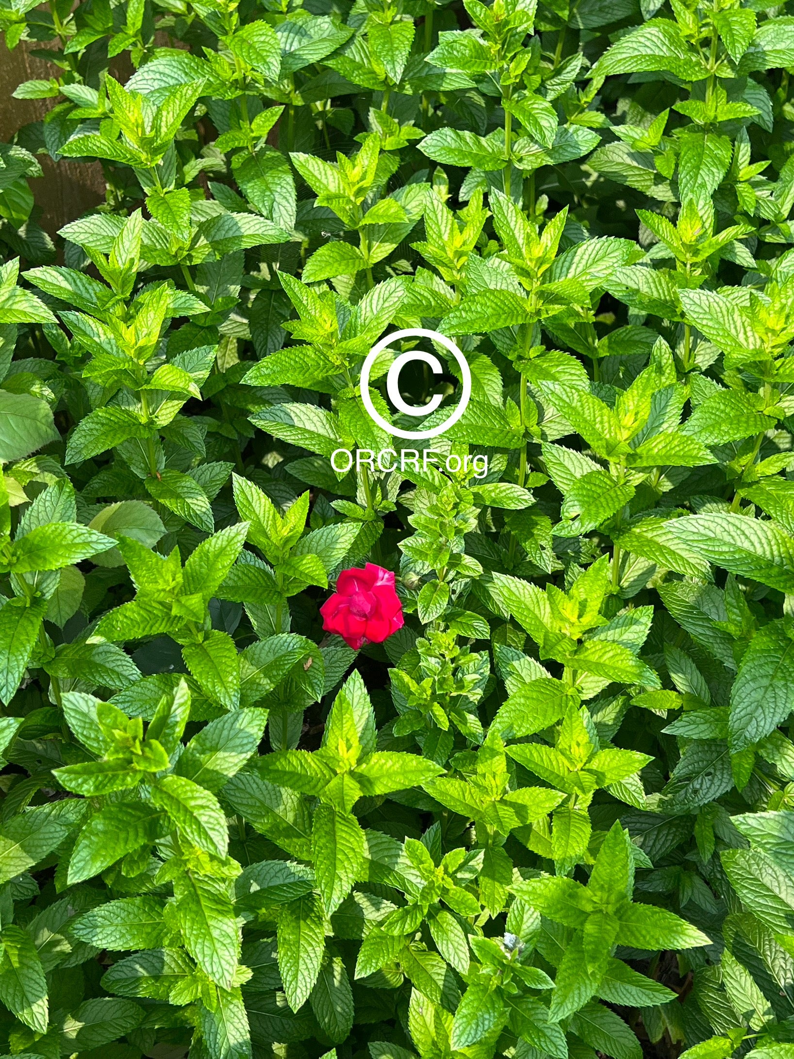 NFT Digital Art Image 8450 - Award Winning Photography by JARVIS Creative & Media Studios