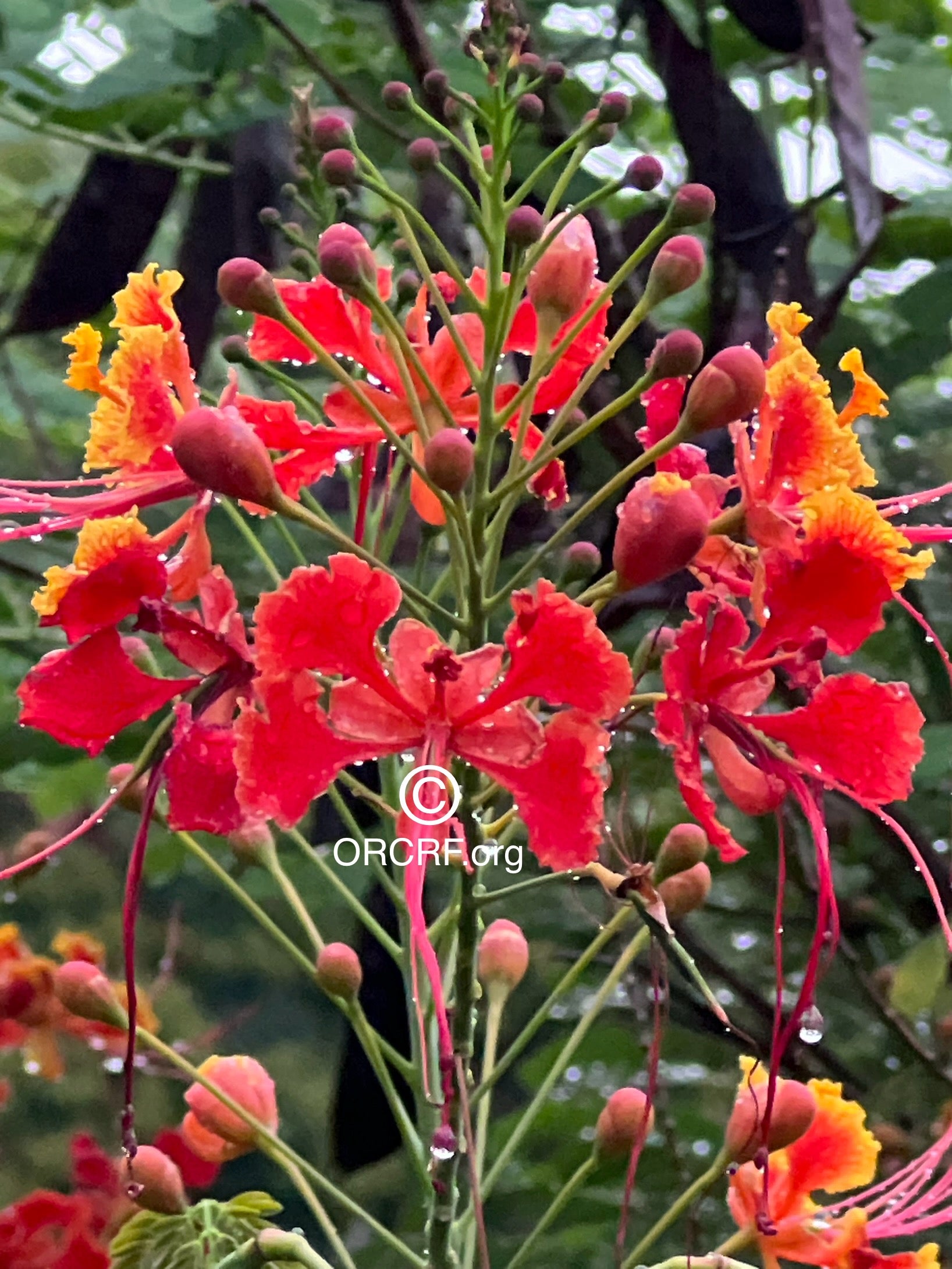 NFT Digital Art Image 4224 - Award Winning Photography by JARVIS Creative & Media Studios