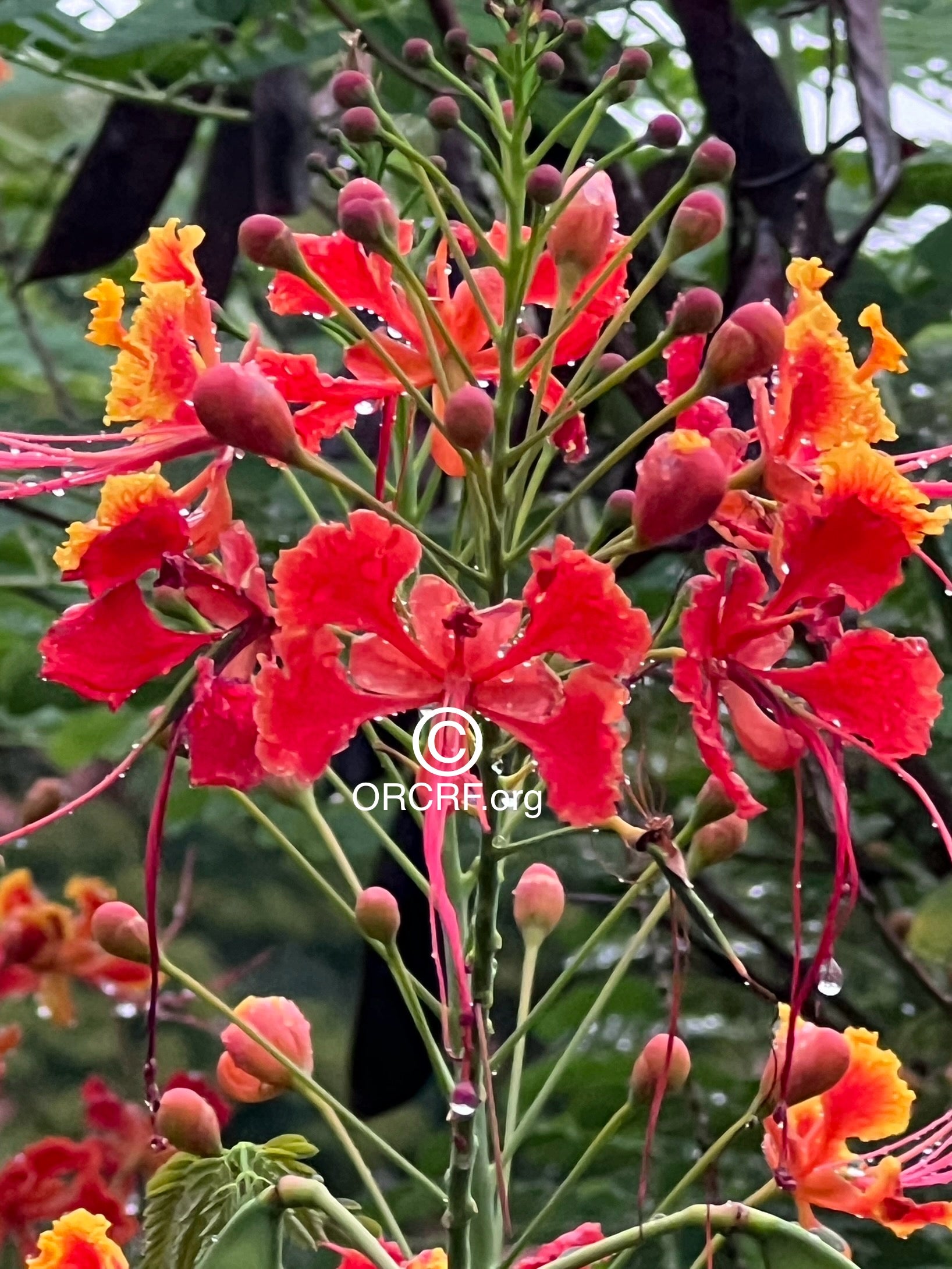 NFT Digital Art Image 4224 - Award Winning Photography by JARVIS Creative & Media Studios