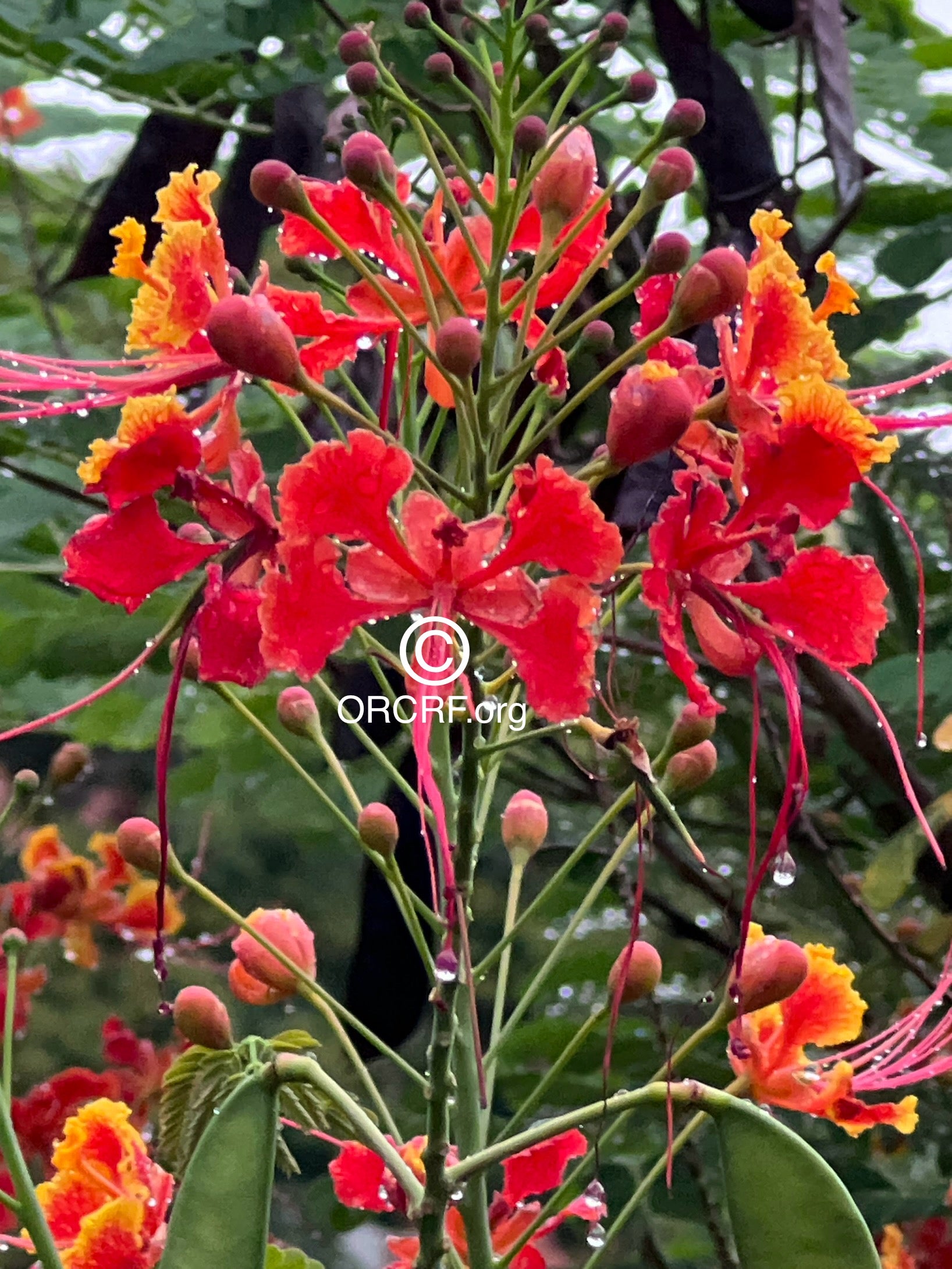 NFT Digital Art Image 4224 - Award Winning Photography by JARVIS Creative & Media Studios