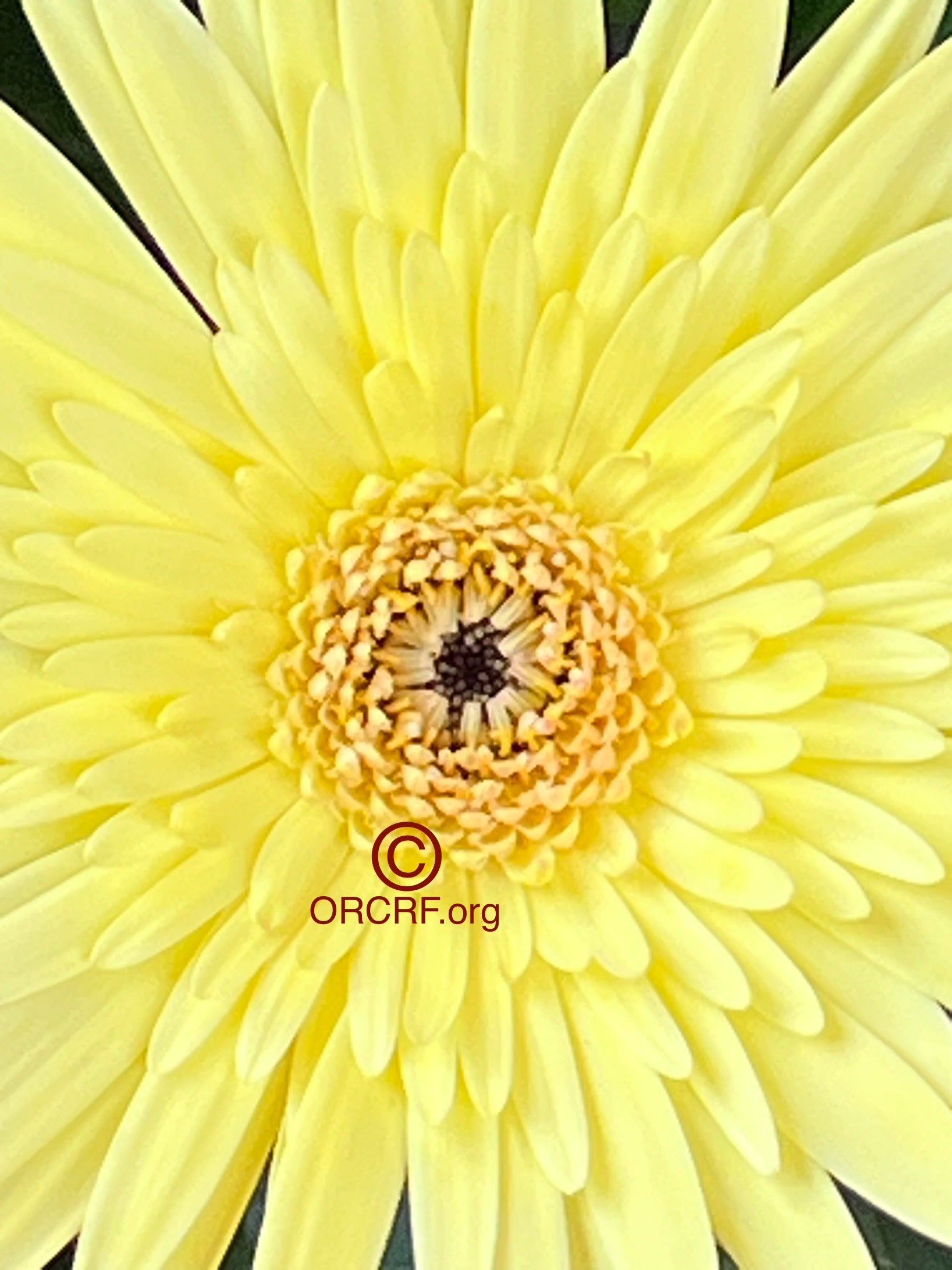 NFT Digital Art Image 7155 - Award Winning Photography by JARVIS Creative & Media Studios