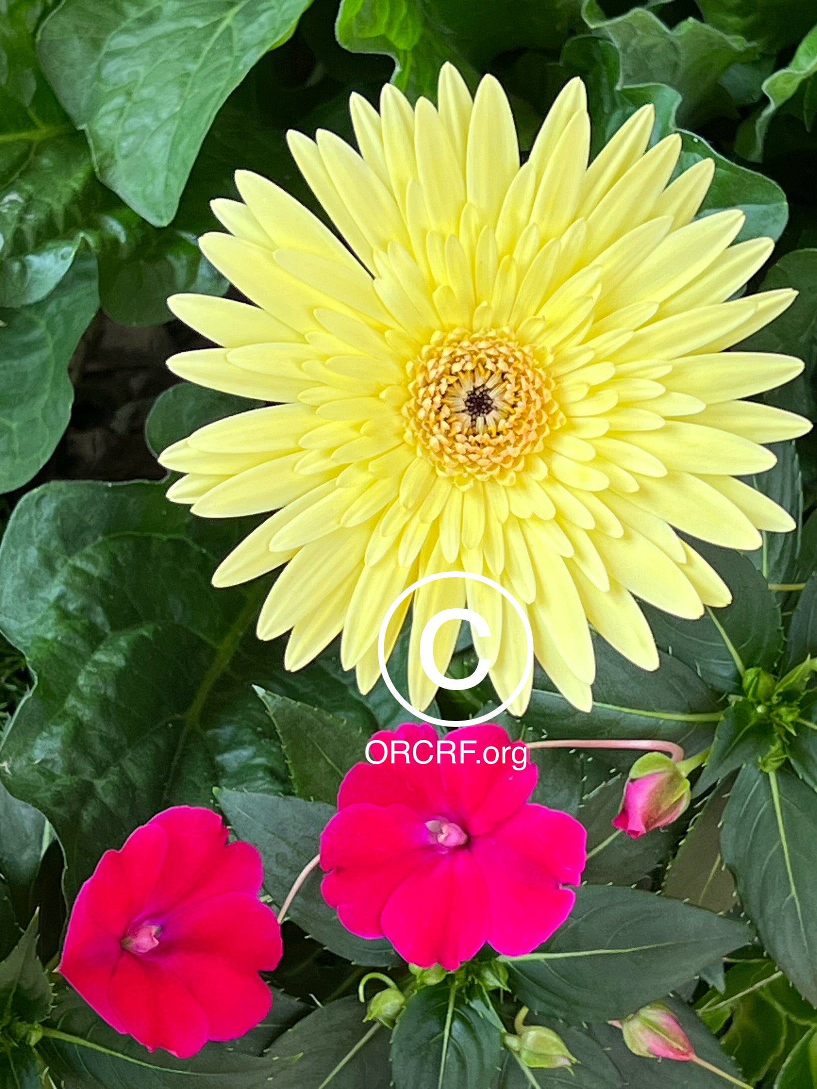 NFT Digital Art Image 7169 - Award Winning Photography by JARVIS Creative & Media Studios