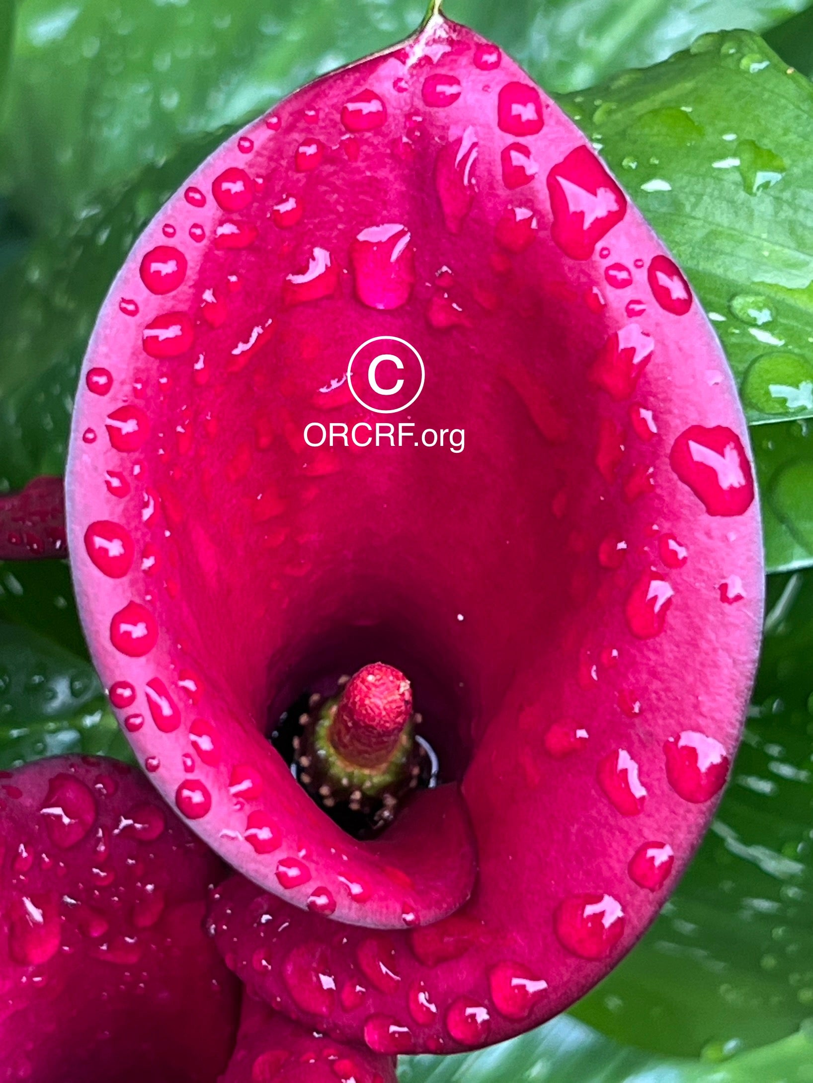 UNVEILING POTENTIAL - NFT Digital Art Image 8277 / Image Award Winning Photography by JARVIS Creative & Media Studios