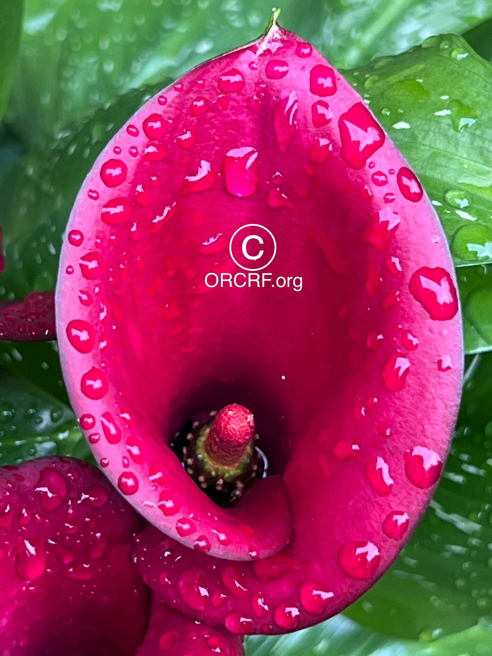 UNVEILING POTENTIAL - NFT Digital Art Image 8277 / Image Award Winning Photography by JARVIS Creative & Media Studios