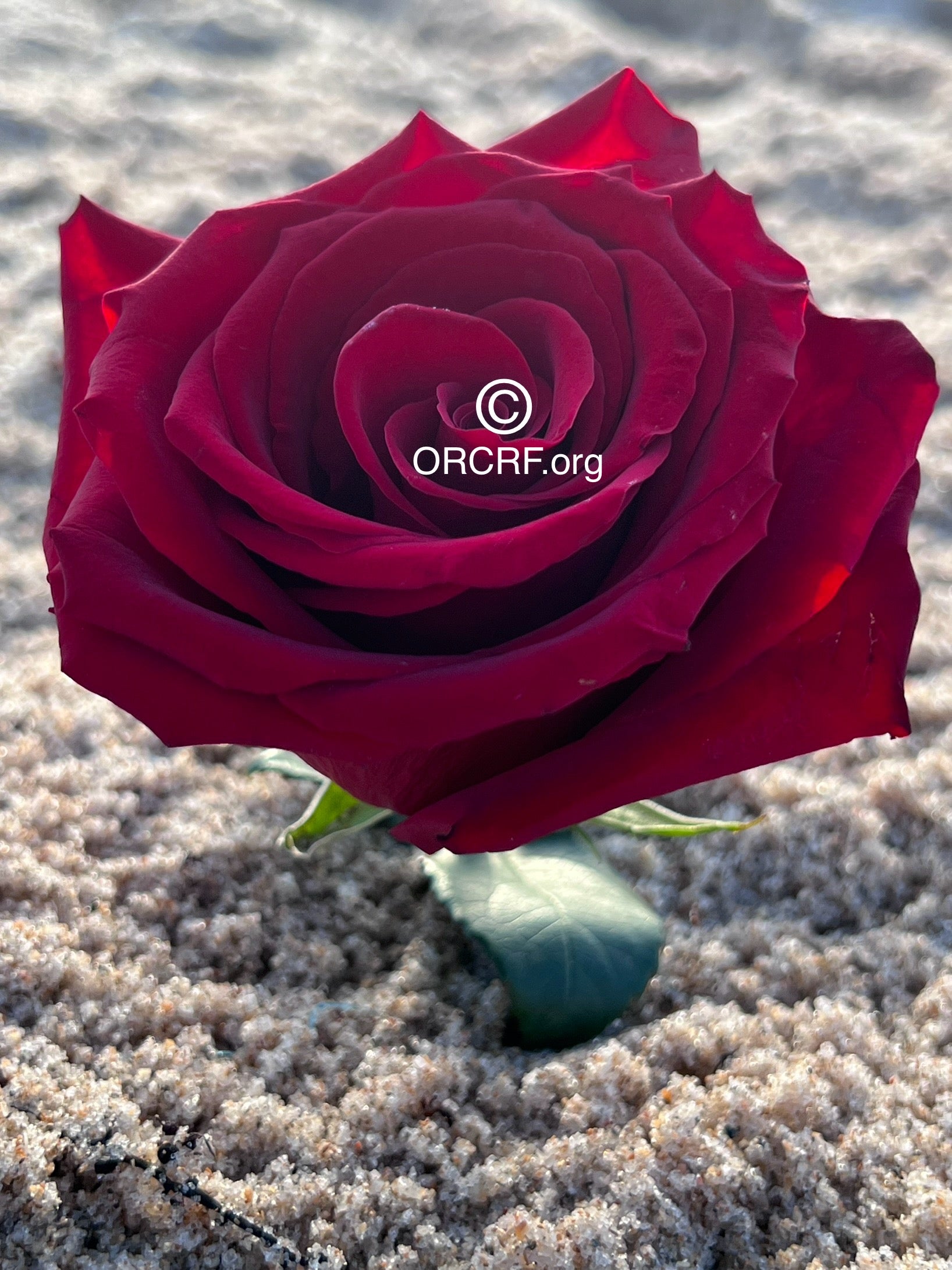 ORCRF ROSE / NFT Digital Art Image 1463 - Image Award Winning Photography by JARVIS Creative & Media Studios