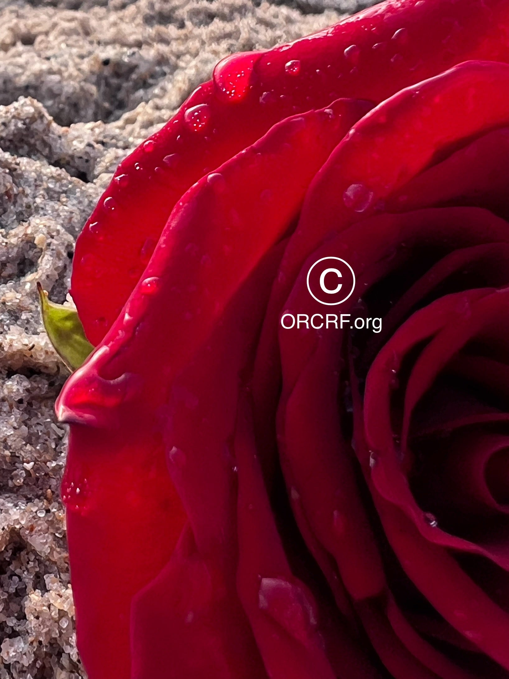 ORCRF ROSE / NFT Digital Art Image 4633 - Image Award Winning Photography by JARVIS Creative & Media Studios