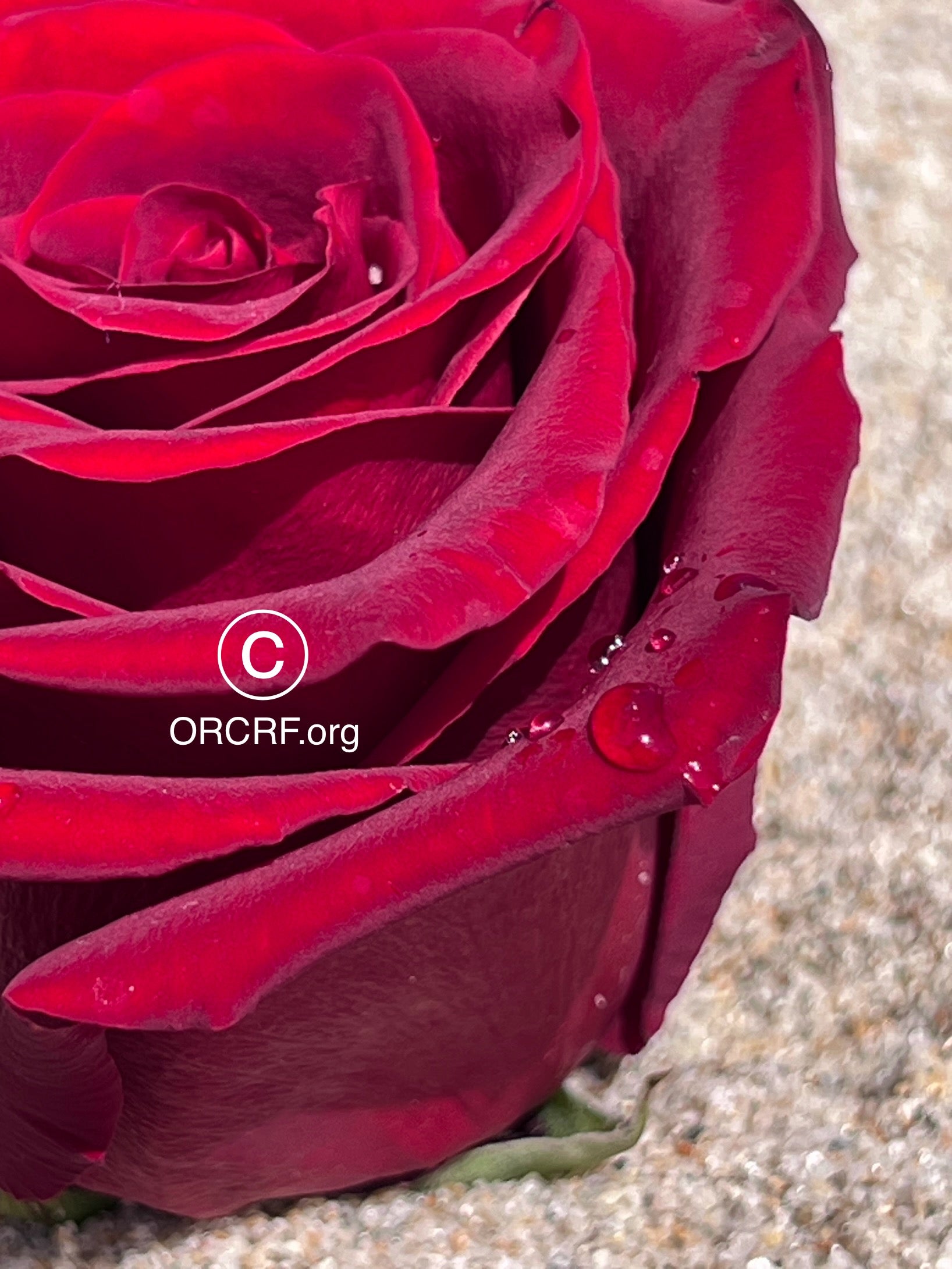 ORCRF ROSE / NFT Digital Art Image 3952 - Image Award Winning Photography by JARVIS Creative & Media Studios