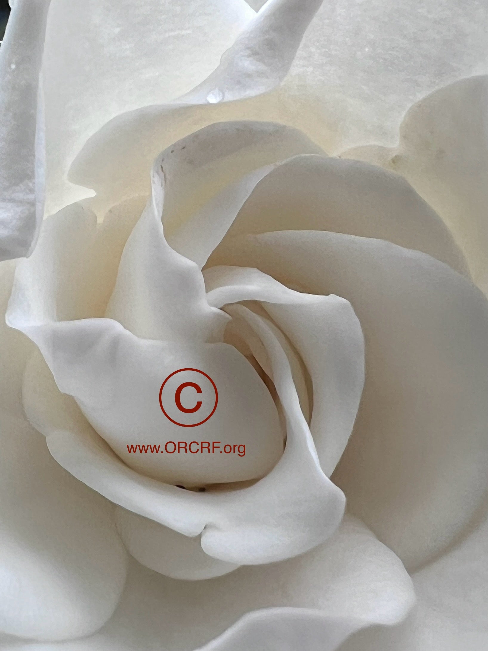 ORCRF ROSE / NFT Digital Art Image 0761 - Image Award Winning Photography by JARVIS Creative & Media Studios